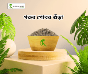 গরুর গোবর গুঁড়া