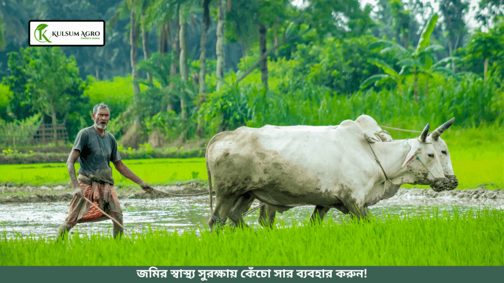 কুলসুম এগ্রোর ভার্মিকম্পোস্ট ব্যবহার করে জমি চাষ